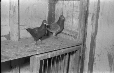 Fotoreportage duivenmelker Marcel Vuylsteke, Izegem, 1958