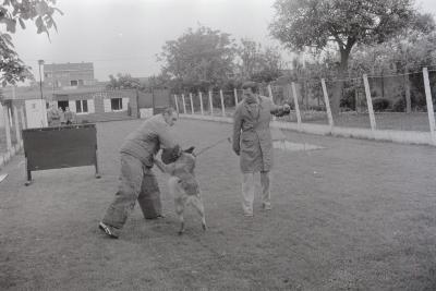 Training in hondenclub Hand in hand, Moorslede juli 1972