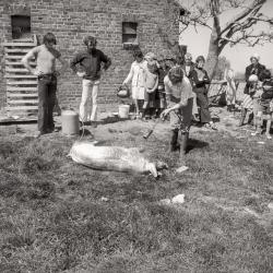 Kinderboerderij, Westrozebeke mei 1977
