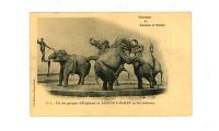 Postkaart met olifanten van het Barnum circus