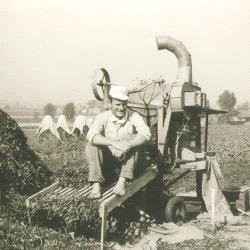 Landbouwer rust op dorsmachine voor droge erwten in jaren 1960