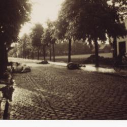 Paardenkadavers in Izegemsestraat, 1940